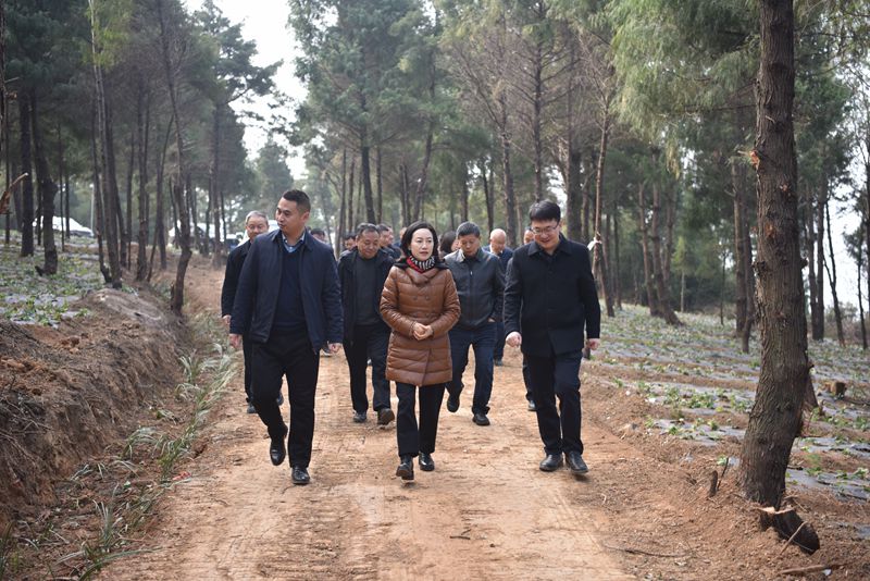 区人大常委会开展乡村振兴促进工作专题调研