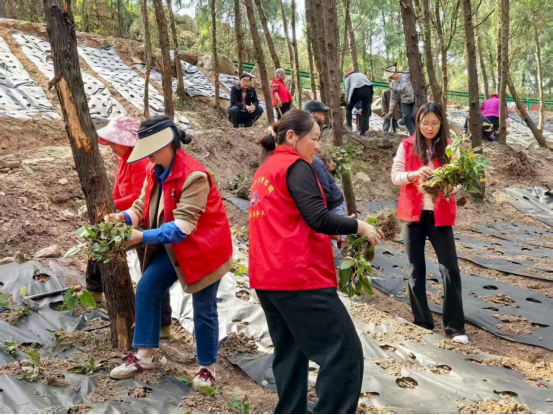 【我们的节日·清明】清明春耕忙 志愿助农兴——卫子镇开展淫羊藿栽植文明实践志愿服务活动