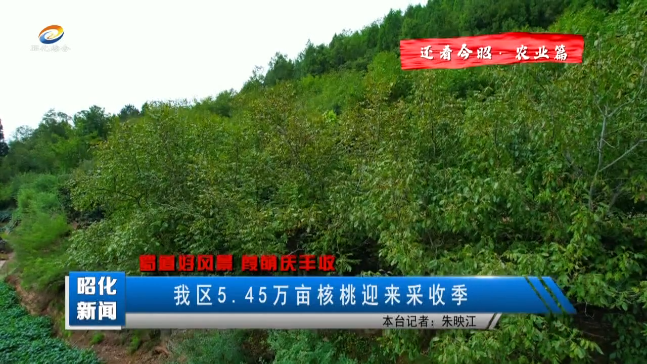 【还看今昭·农业篇】我区5.45万亩核桃迎来采收季