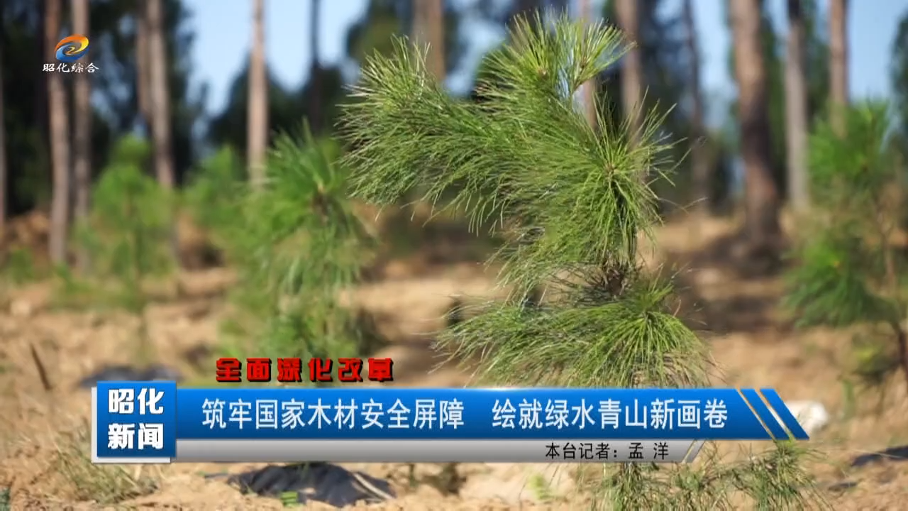 【昭化新闻】筑牢国家木材安全屏障 绘就绿水青山新画卷