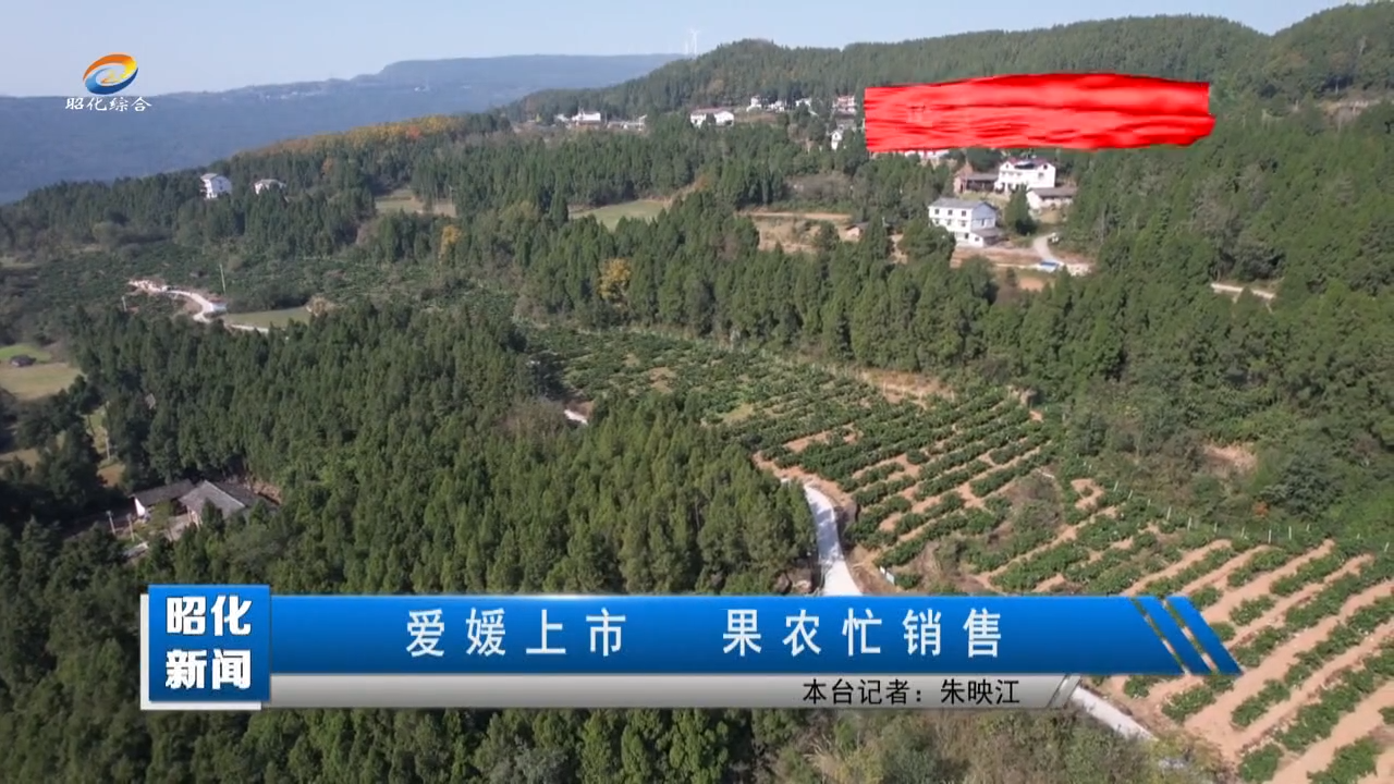 【还看今昭·农业篇】爱媛上市  果农忙销售