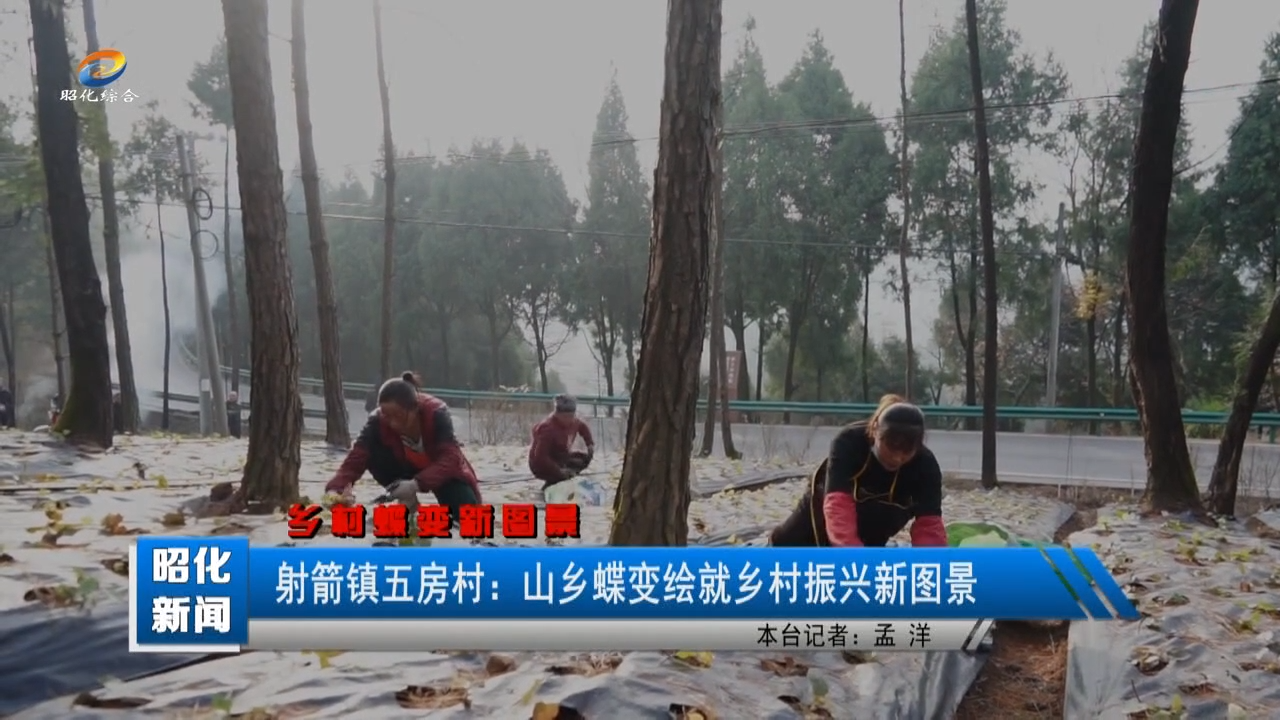 【昭化新闻】射箭镇五房村：山乡蝶变绘就乡村振兴新图景