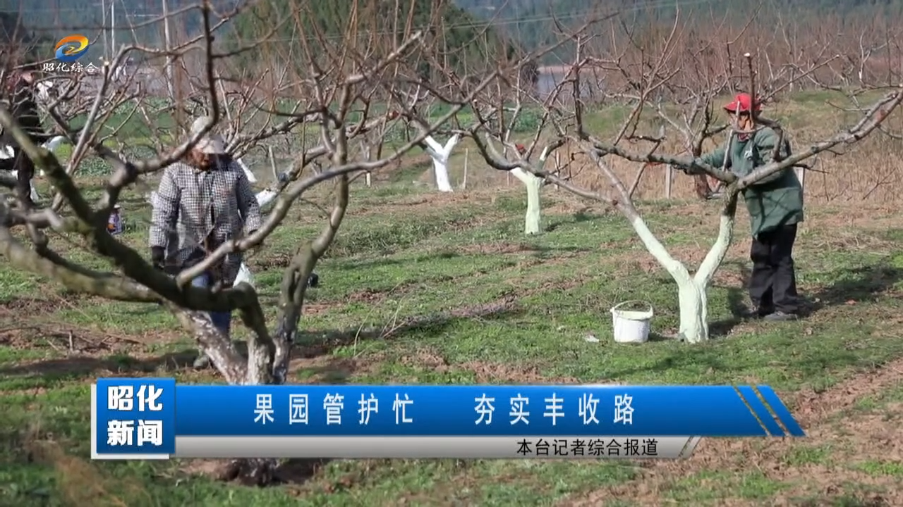 【昭化新闻】果园管护忙 夯实丰收路