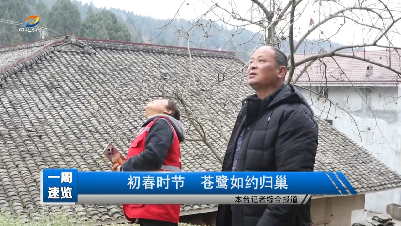 【一周速览】初春时节 苍鹭如约归巢