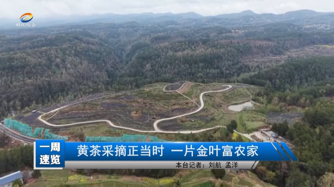 【一周速览】黄茶采摘正当时  一片金叶富农家