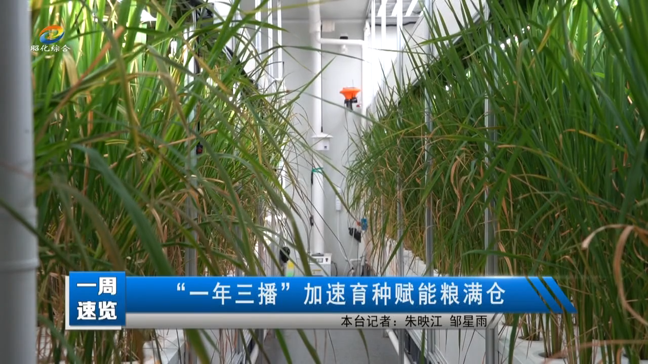 【一周速览】“一年三播”加速育种赋能粮满仓