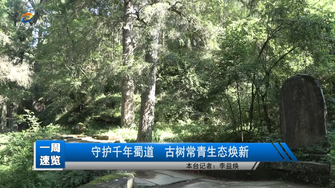 【一周速览】守护千年蜀道 古树常青生态焕新