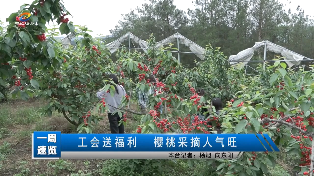 【一周速览】工会送福利 樱桃采摘人气旺