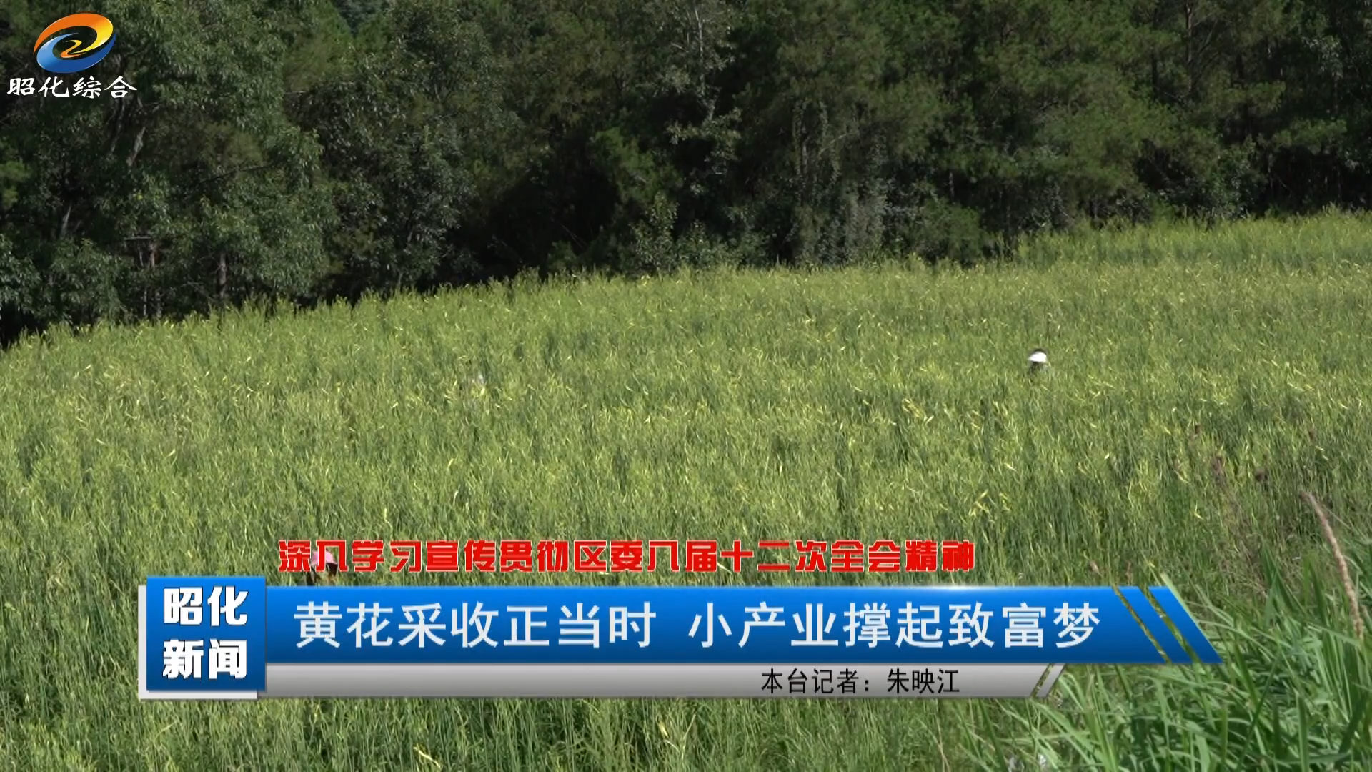 【一周速览】黄花采收正当时 小产业撑起致富梦