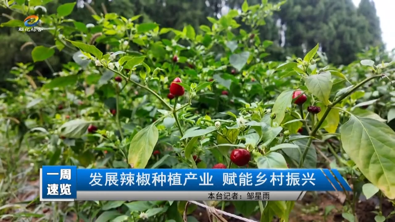 【一周速览】发展辣椒种植产业 赋能乡村振兴